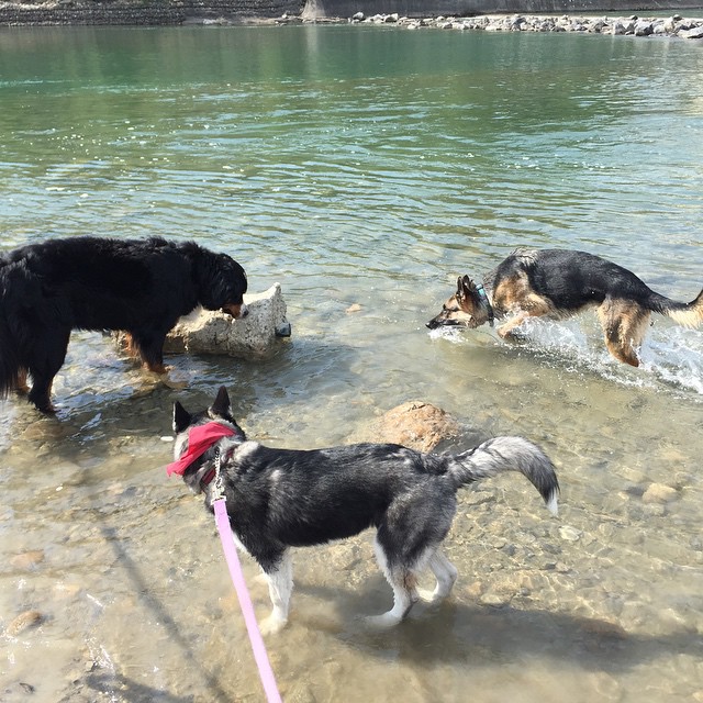 Here are some happy dawgs!!! #sunshine #summer #dogs #packwalks #dogwalker #nwcalgary #yyc