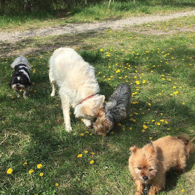 Here are some happy dawgs!!! #sunshine #summer #dogs #packwalks #dogwalker #nwcalgary #yyc