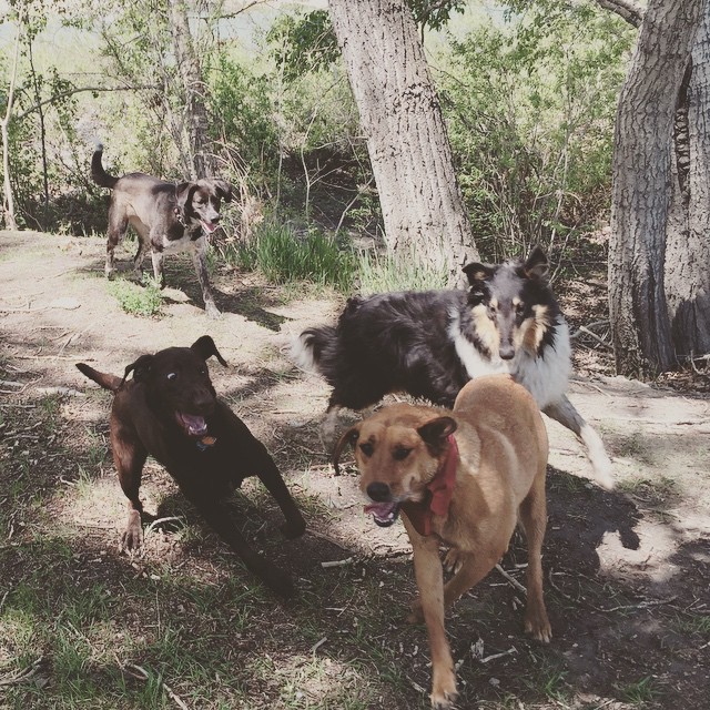 Here are some happy dawgs!!! #sunshine #summer #dogs #packwalks #dogwalker #nwcalgary #yyc