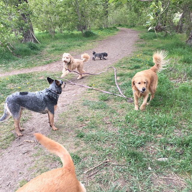 Here are some happy dawgs!!! #sunshine #summer #dogs #packwalks #dogwalker #nwcalgary #yyc