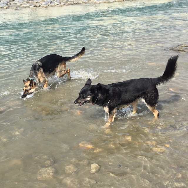 Here are some happy dawgs!!! #sunshine #summer #dogs #packwalks #dogwalker #nwcalgary #yyc