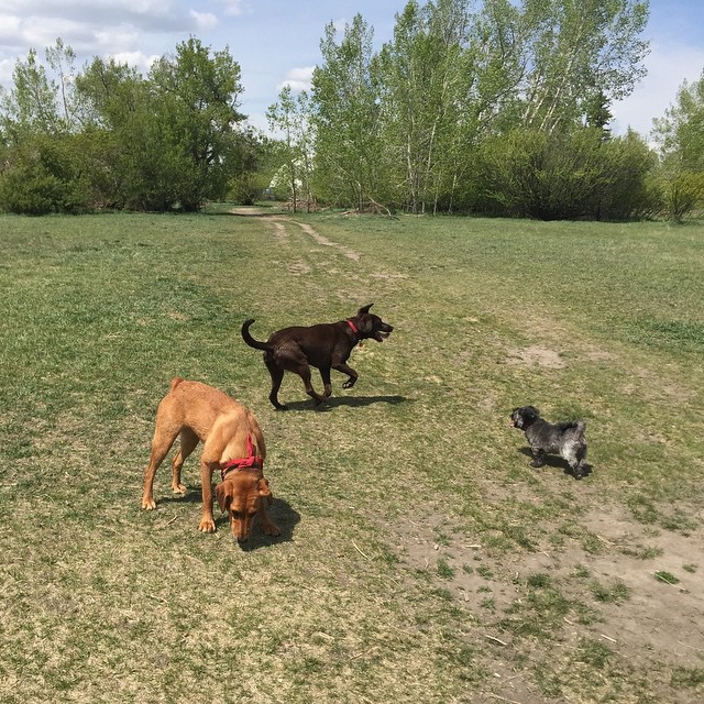 Here are some happy dawgs!!! #sunshine #summer #dogs #packwalks #dogwalker #nwcalgary #yyc