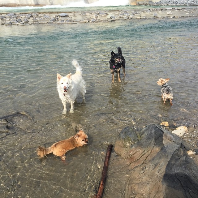 Here are some happy dawgs!!! #sunshine #summer #dogs #packwalks #dogwalker #nwcalgary #yyc