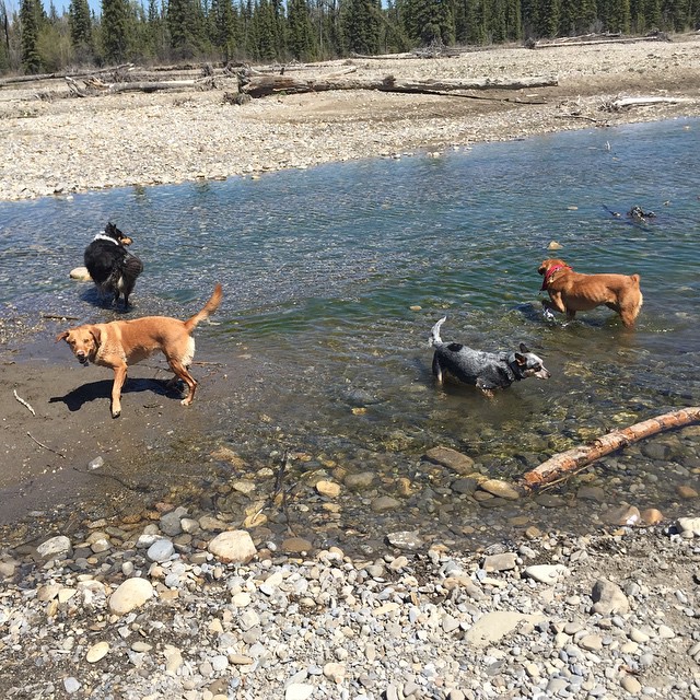 Here are some happy dawgs!!! #sunshine #summer #dogs #packwalks #dogwalker #nwcalgary #yyc