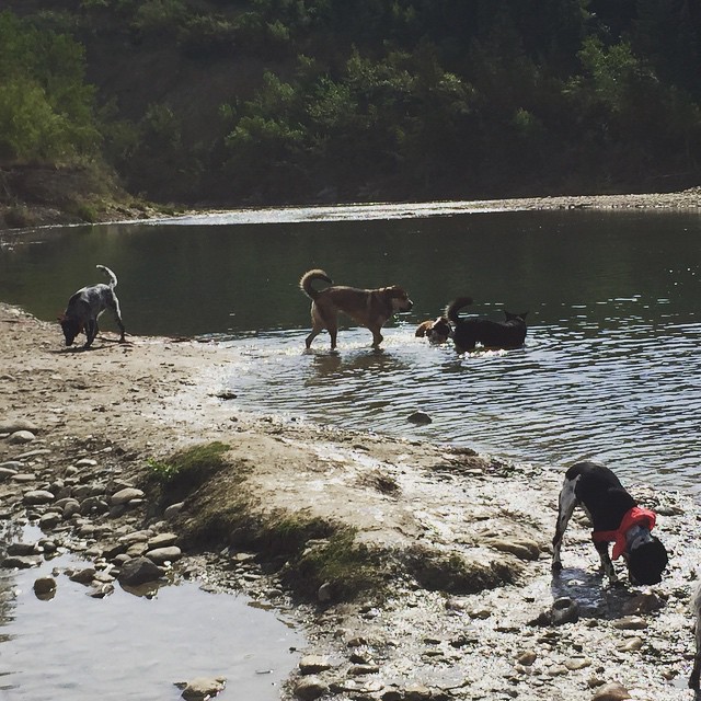 Here are some happy dawgs!!! #sunshine #summer #dogs #packwalks #dogwalker #nwcalgary #yyc