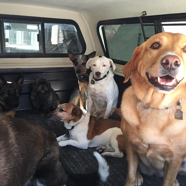 Here are some happy dawgs!!! #sunshine #summer #dogs #packwalks #dogwalker #nwcalgary #yyc