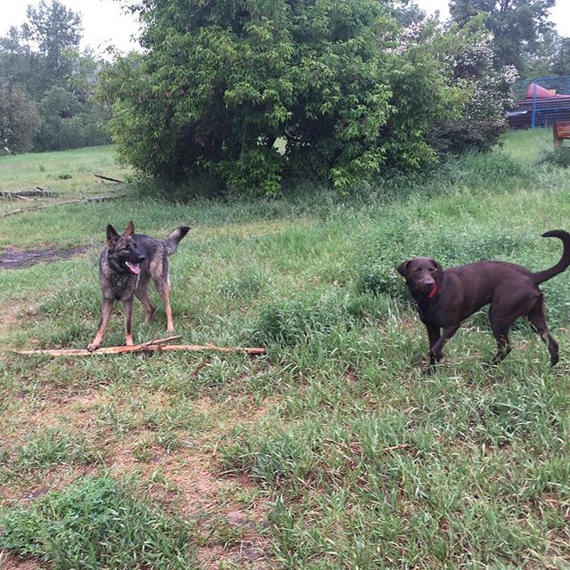 Here are some happy dawgs!!! #sunshine #summer #dogs #packwalks #dogwalker #nwcalgary #yyc