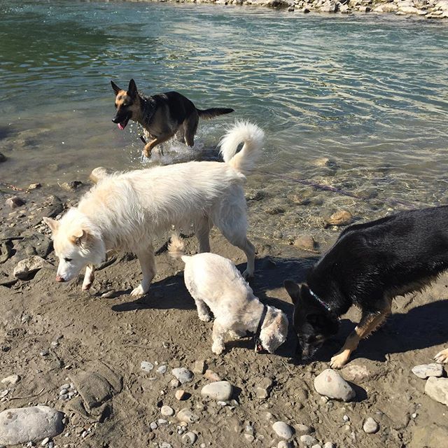 Here are some happy dawgs!!! #sunshine #summer #dogs #packwalks #dogwalker #nwcalgary #yyc