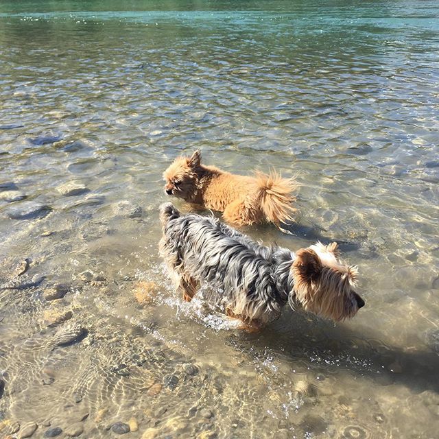 Here are some happy dawgs!!! #sunshine #summer #dogs #packwalks #dogwalker #nwcalgary #yyc