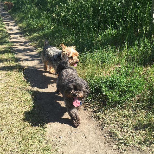 Here are some happy dawgs!!! #sunshine #summer #dogs #packwalks #dogwalker #nwcalgary #yyc