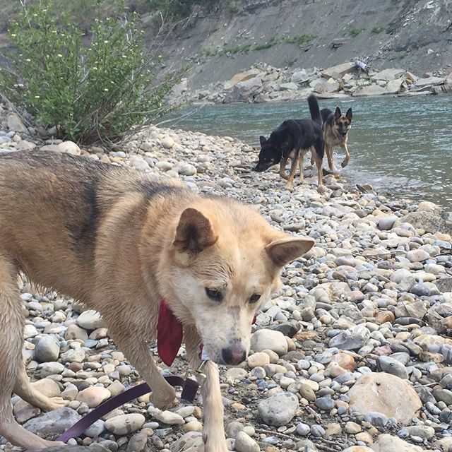 Here are some happy dawgs!!! #sunshine #summer #dogs #packwalks #dogwalker #nwcalgary #yyc