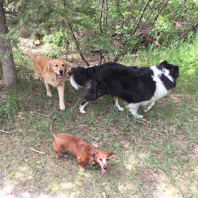 Here are some happy dawgs!!! #sunshine #summer #dogs #packwalks #dogwalker #nwcalgary #yyc