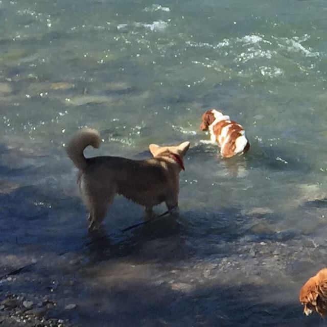 Here are some happy dawgs!!! #sunshine #summer #dogs #packwalks #dogwalker #nwcalgary #yyc