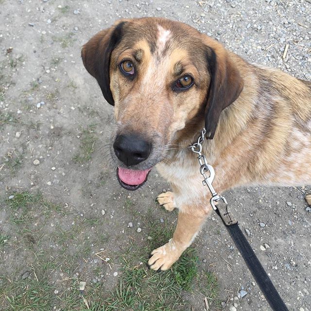 Here are some happy dawgs!!! #sunshine #summer #dogs #packwalks #dogwalker #nwcalgary #yyc