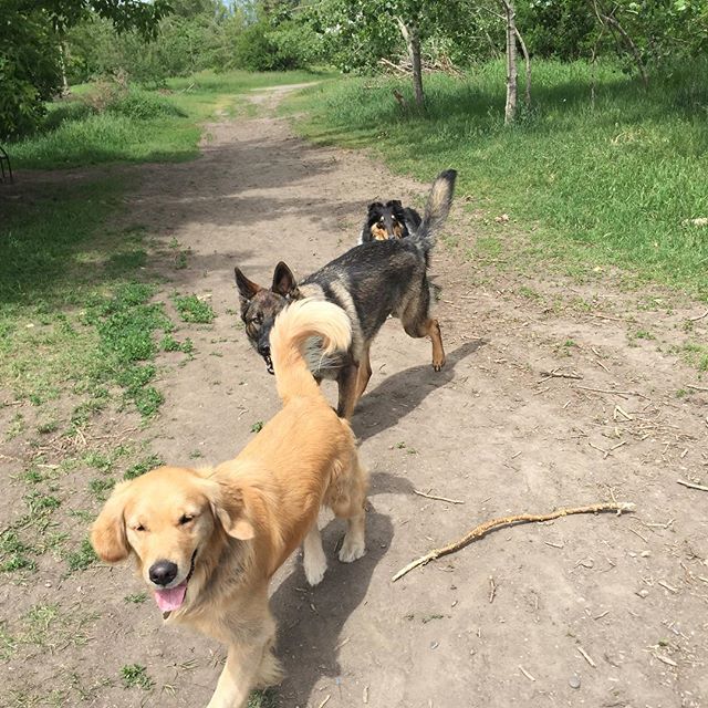 Here are some happy dawgs!!! #sunshine #summer #dogs #packwalks #dogwalker #nwcalgary #yyc