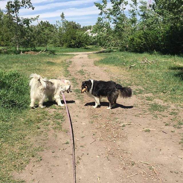 Here are some happy dawgs!!! #sunshine #summer #dogs #packwalks #dogwalker #nwcalgary #yyc