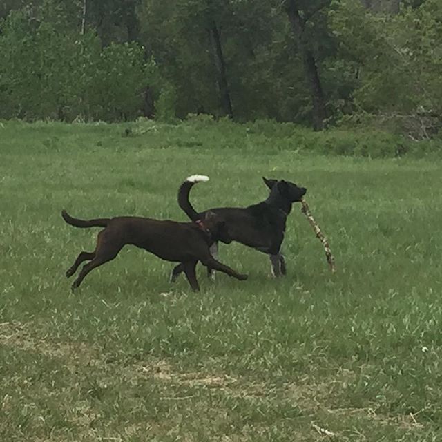 Here are some happy dawgs!!! #sunshine #summer #dogs #packwalks #dogwalker #nwcalgary #yyc