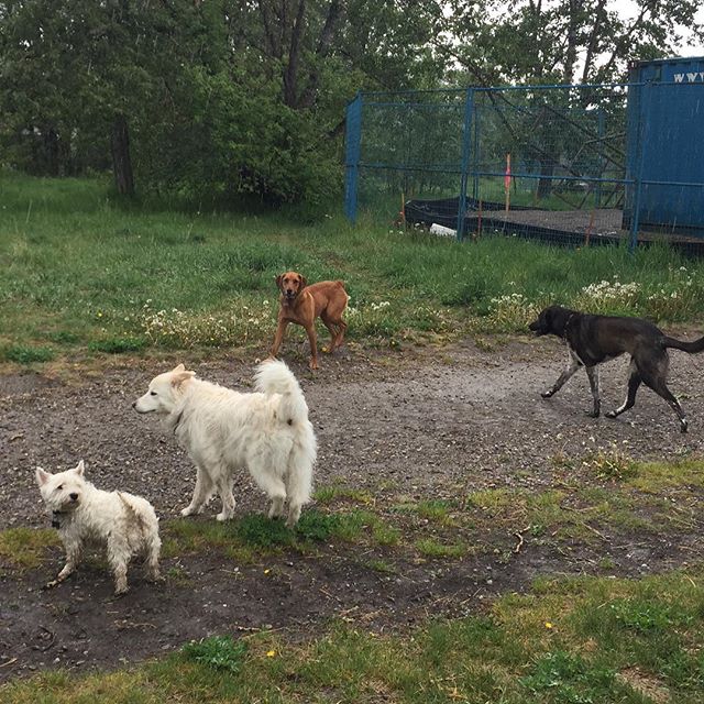 Here are some happy dawgs!!! #sunshine #summer #dogs #packwalks #dogwalker #nwcalgary #yyc