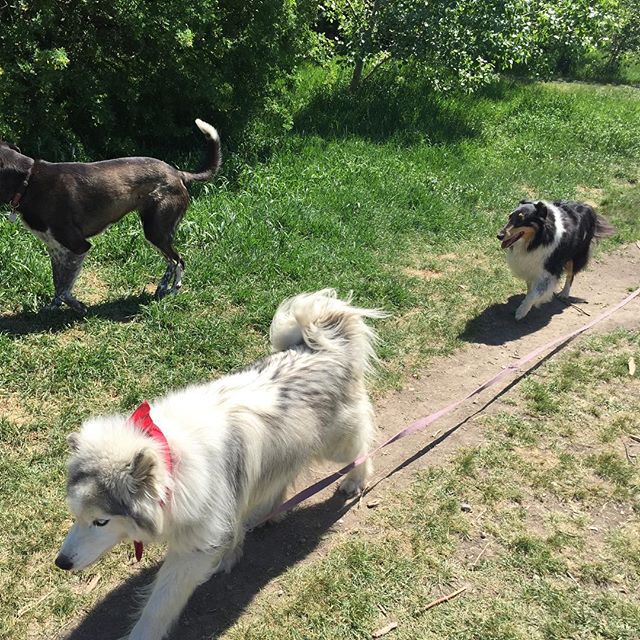 Here are some happy dawgs!!! #sunshine #summer #dogs #packwalks #dogwalker #nwcalgary #yyc