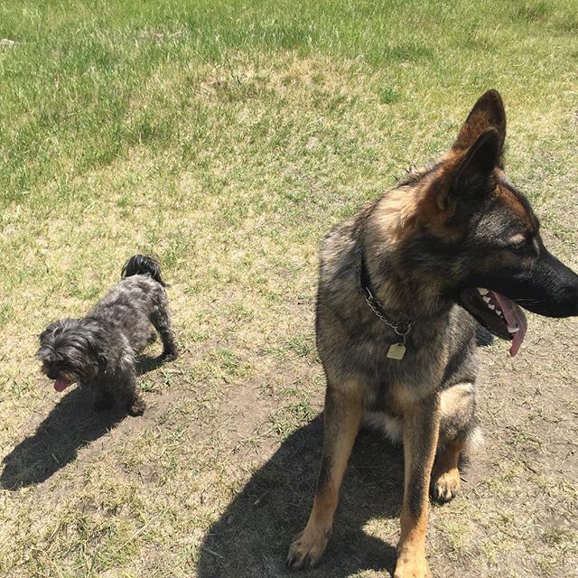 Here are some happy dawgs!!! #sunshine #summer #dogs #packwalks #dogwalker #nwcalgary #yyc
