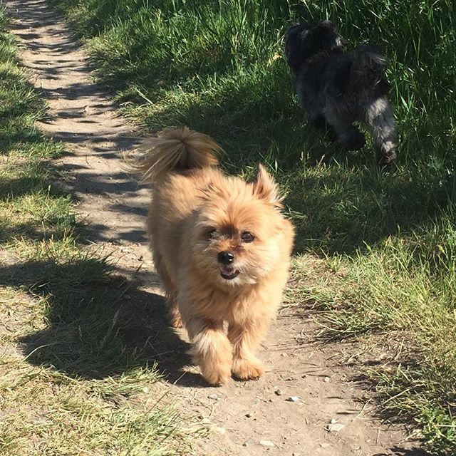 Here are some happy dawgs!!! #sunshine #summer #dogs #packwalks #dogwalker #nwcalgary #yyc