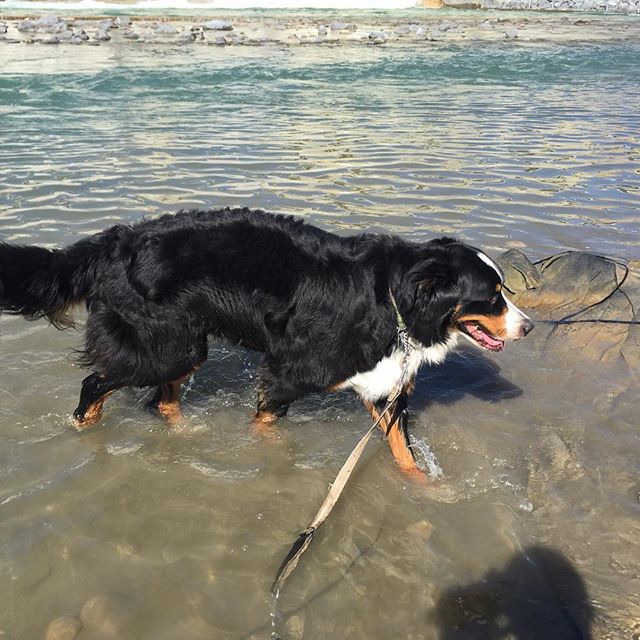 Here are some happy dawgs!!! #sunshine #summer #dogs #packwalks #dogwalker #nwcalgary #yyc