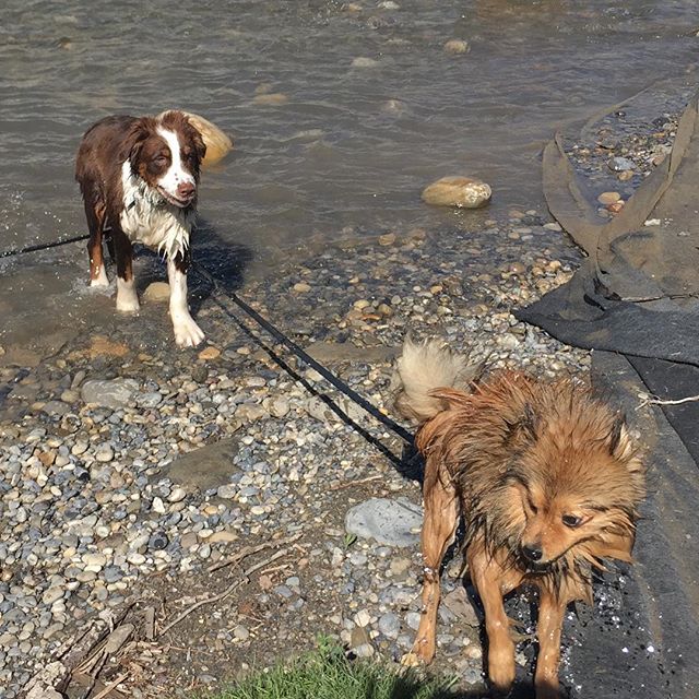 Here are some happy dawgs!!! #sunshine #summer #dogs #packwalks #dogwalker #nwcalgary #yyc