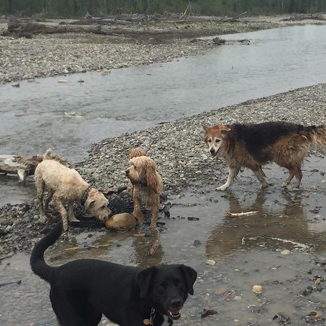 Here are some happy dawgs!!! #sunshine #summer #dogs #packwalks #dogwalker #nwcalgary #yyc