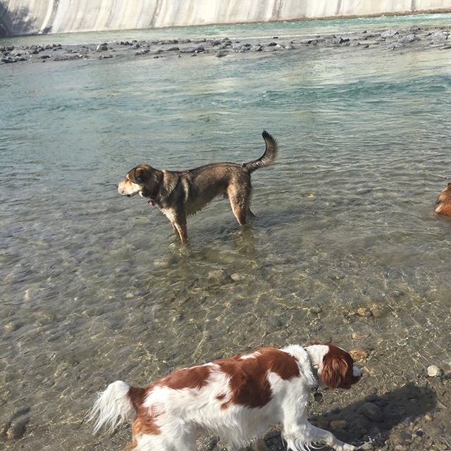 Here are some happy dawgs!!! #sunshine #summer #dogs #packwalks #dogwalker #nwcalgary #yyc