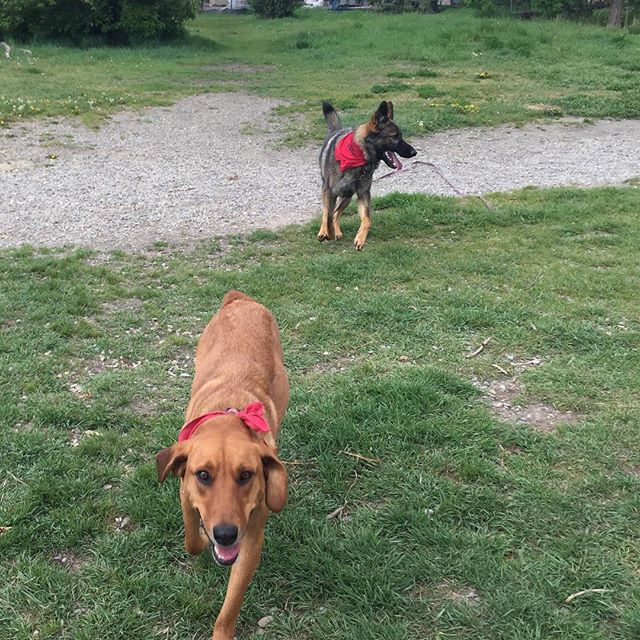 Here are some happy dawgs!!! #sunshine #summer #dogs #packwalks #dogwalker #nwcalgary #yyc
