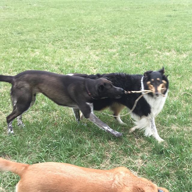 Here are some happy dawgs!!! #sunshine #summer #dogs #packwalks #dogwalker #nwcalgary #yyc