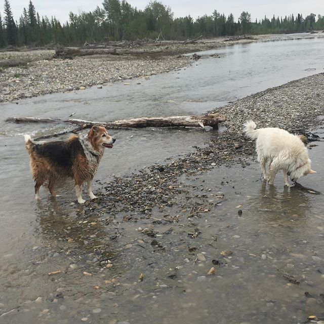 Here are some happy dawgs!!! #sunshine #summer #dogs #packwalks #dogwalker #nwcalgary #yyc