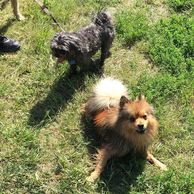 Here are some happy dawgs!!! #sunshine #summer #dogs #packwalks #dogwalker #nwcalgary #yyc
