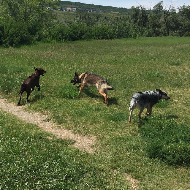Here are some happy dawgs!!! #sunshine #summer #dogs #packwalks #dogwalker #nwcalgary #yyc