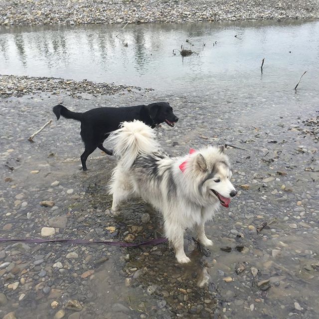 Here are some happy dawgs!!! #sunshine #summer #dogs #packwalks #dogwalker #nwcalgary #yyc