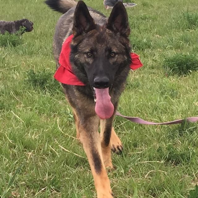 Here are some happy dawgs!!! #sunshine #summer #dogs #packwalks #dogwalker #nwcalgary #yyc