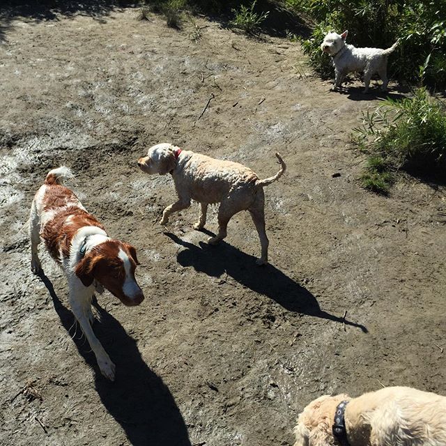Here are some happy dawgs!!! #sunshine #summer #dogs #packwalks #dogwalker #nwcalgary #yyc