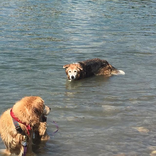 Here are some happy dawgs!!! #sunshine #summer #dogs #packwalks #dogwalker #nwcalgary #yyc
