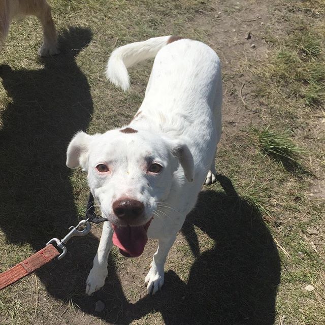 Here are some happy dawgs!!! #sunshine #summer #dogs #packwalks #dogwalker #nwcalgary #yyc