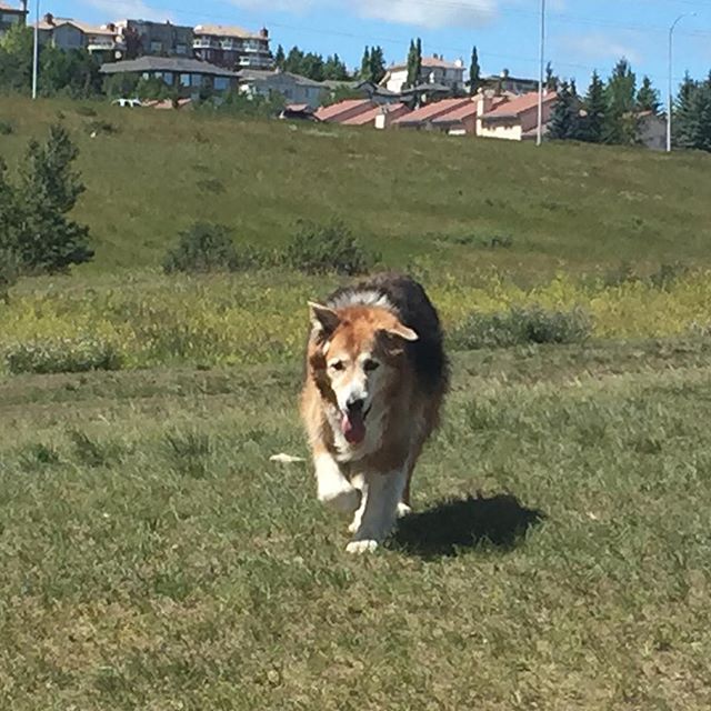 Here are some happy dawgs!!! #sunshine #summer #dogs #packwalks #dogwalker #nwcalgary #yyc