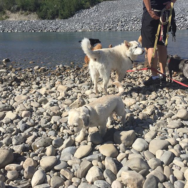 Here are some happy dawgs!!! #sunshine #summer #dogs #packwalks #dogwalker #nwcalgary #yyc
