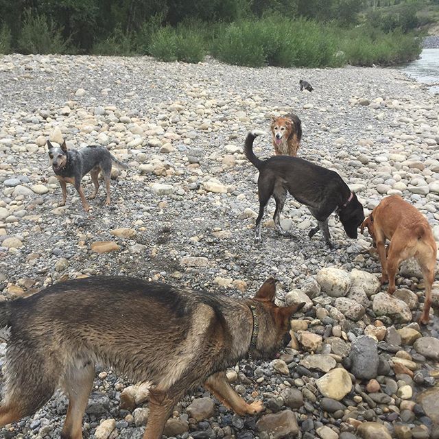 Here are some happy dawgs!!! #sunshine #summer #dogs #packwalks #dogwalker #nwcalgary #yyc