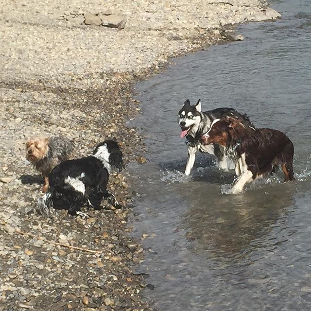 Here are some happy dawgs!!! #sunshine #summer #dogs #packwalks #dogwalker #nwcalgary #yyc