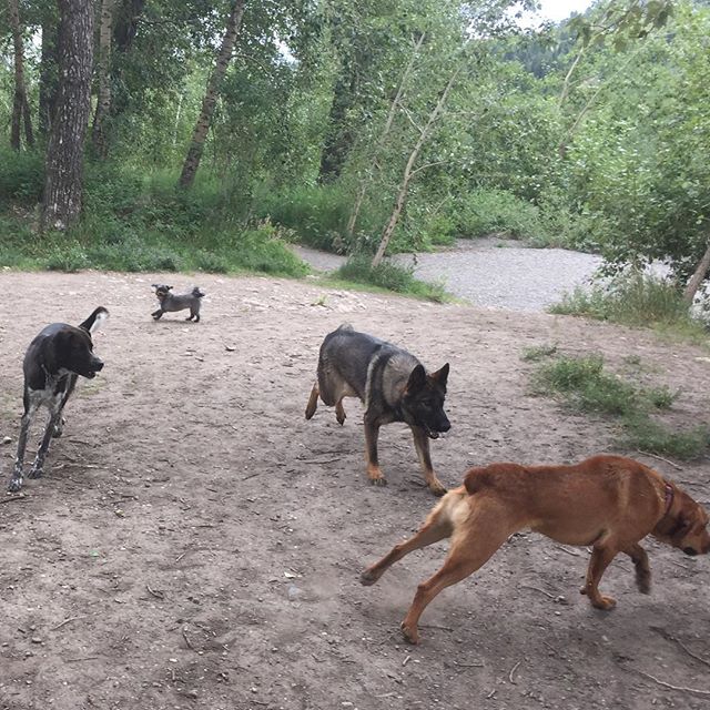 Here are some happy dawgs!!! #sunshine #summer #dogs #packwalks #dogwalker #nwcalgary #yyc
