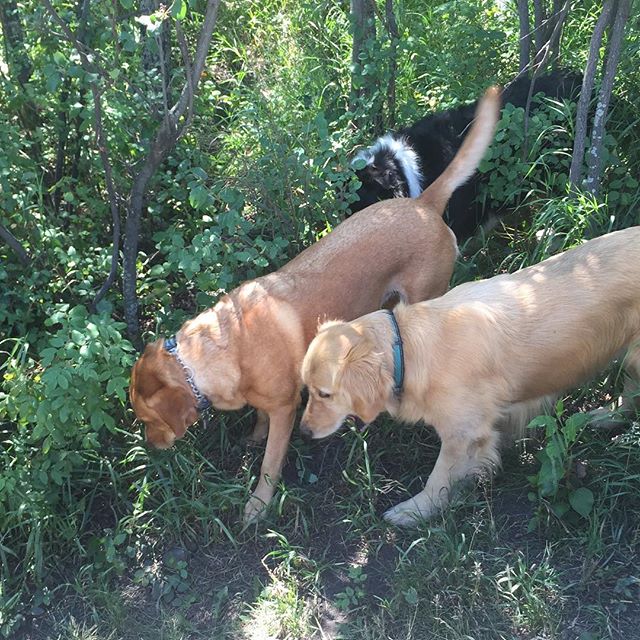 Here are some happy dawgs!!! #sunshine #summer #dogs #packwalks #dogwalker #nwcalgary #yyc