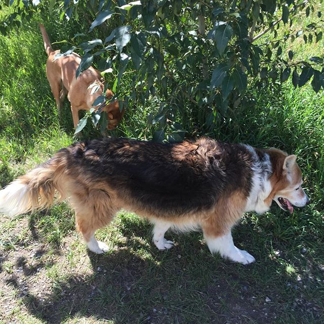 Here are some happy dawgs!!! #sunshine #summer #dogs #packwalks #dogwalker #nwcalgary #yyc