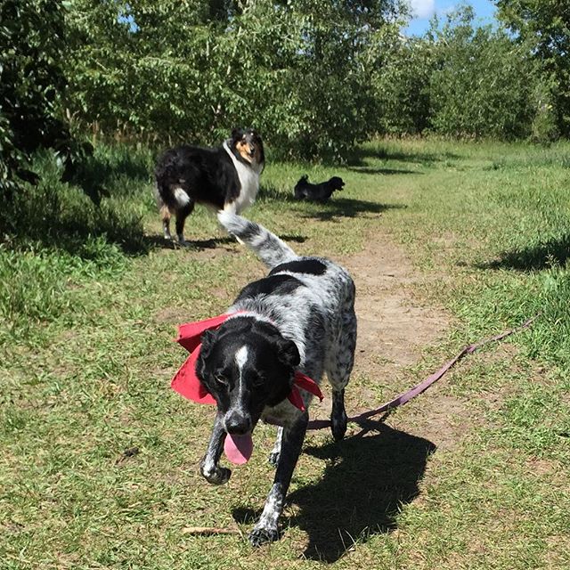 Here are some happy dawgs!!! #sunshine #summer #dogs #packwalks #dogwalker #nwcalgary #yyc