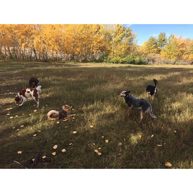 Here are some happy dawgs!!! #sunshine #summer #dogs #packwalks #dogwalker #nwcalgary #yyc