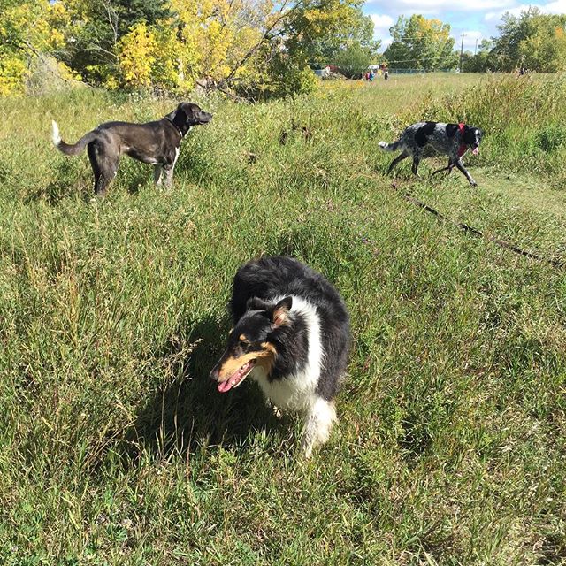 Here are some happy dawgs!!! #sunshine #summer #dogs #packwalks #dogwalker #nwcalgary #yyc