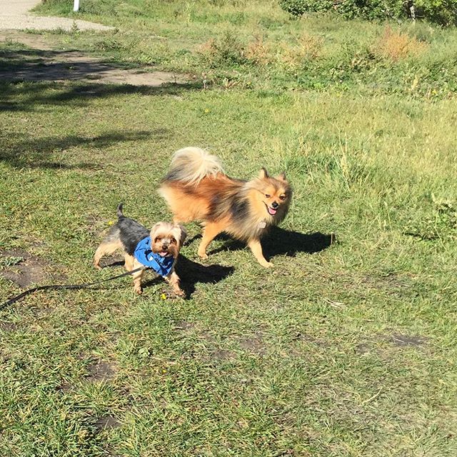 Here are some happy dawgs!!! #sunshine #summer #dogs #packwalks #dogwalker #nwcalgary #yyc